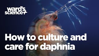 Caring and Culturing for Daphnia [upl. by Hannahoj142]