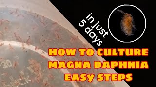 How to Culture Magna Daphnia Easily [upl. by Hadria]