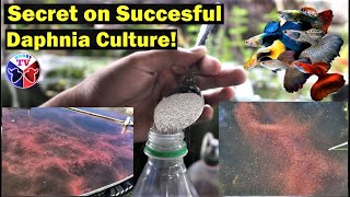 How to Culture Daphnia Successfully [upl. by Ahsocin]