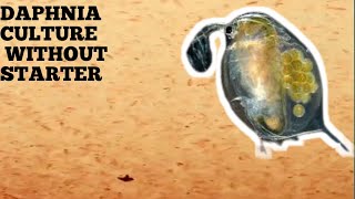 HOW TO CULTURE DAPHNIA NATURALLY WITHOUT A STARTER [upl. by Jaylene788]