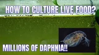 How to Culture Daphnia Secret Method to Breed MILLIONS  Simply Aquatic [upl. by Ahsenor]