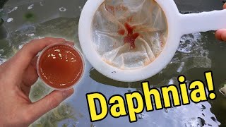 How I Culture Daphnia In Outdoor Tubs [upl. by Georges343]