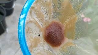 How to culture daphnia moina in a small container Part 1 English Subtitle [upl. by Cornelie]