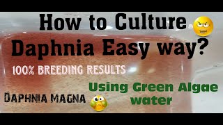 Daphnia MagnaHow to Culture Daphnia Easy wayCulturing Daphnia using Green water Daphnia [upl. by Stringer453]