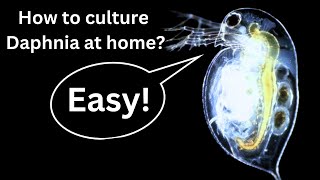 BEST Live Fish Food Beginner guide How to Culture Daphnia at home [upl. by Michelsen]