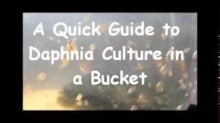 How to culture daphnia outside [upl. by Ailev]