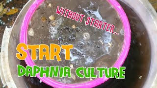 How to culture daphnia moina the easy way 1  Starting the Daphnia culture [upl. by Ijneb]