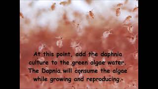 Daphnia  How to grow daphnia in your home [upl. by Ibson883]