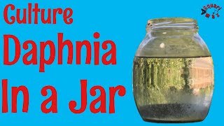 How to Culture Daphnia in a Jar [upl. by Halludba]