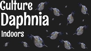 How to Culture Daphnia [upl. by Dlnaod]