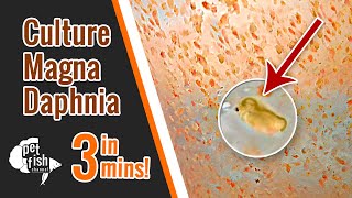 How to culture DAPHNIA MAGNA  The easy way [upl. by Seibold]