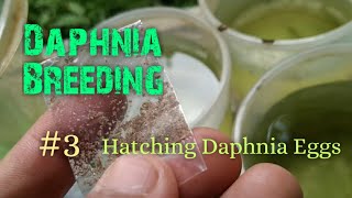 Daphnia Culture made simple and easy 3  Hatching Daphnia eggs [upl. by Hampton]