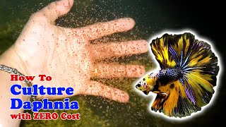 How to Culture Daphnia with ZERO Cost  Unlimited Live Food For Our Fish [upl. by Ahsek]