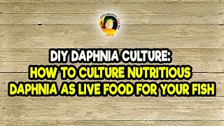 DIY Daphnia Culture How to Culture Nutritious Daphnia as Live Food for Your Fish [upl. by Tichon]