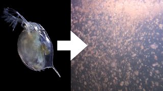 How I Culture Daphnia [upl. by Reve]