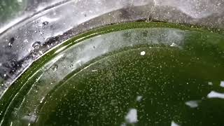 DAPHNIA MOINA CULTURE IN A SMALL BUCKET [upl. by Enitsirhk]