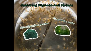 How To Culture Daphnia and Moinas using Green Water Spirulina powder [upl. by Amaso184]