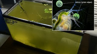 Raising Daphnia for the Freshwater Aquarium [upl. by Netsrejk975]