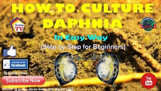 HOW TO CULTURE DAPHNIA In Easy Way [upl. by Cohen]